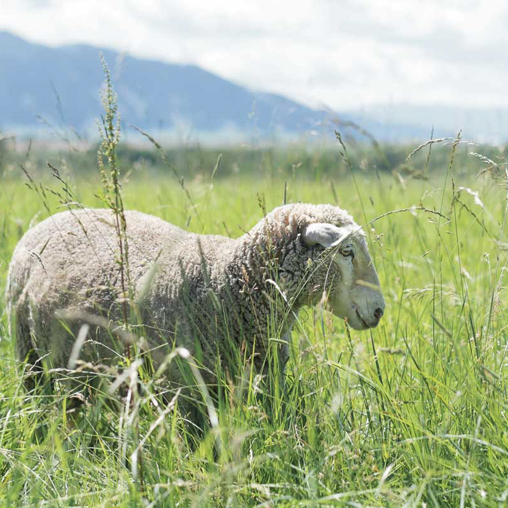 FARM TO NEEDLE : STORIES OF WOOL