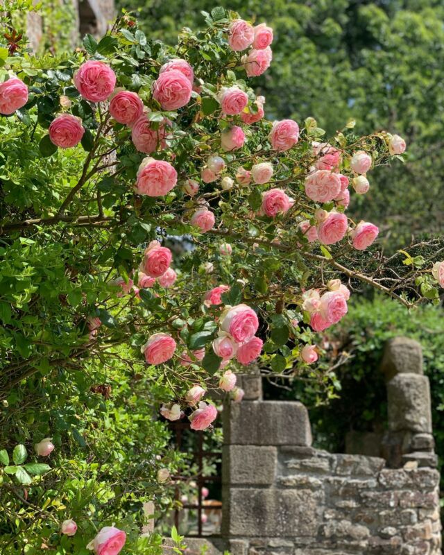 Les voilà à nouveau, ces roses magnifiques qui illuminent notre jardin de leur éclat en ce moment. Nous les attendions avec impatience !
.
Agréable week-end sous le soleil ☀️ 
.
.
.
.
.
.
.
#roses #jardin #naturebeauty #naturephotography #naturelovers #fleurdesaison #fleursdejardin #roseraie #rosier #ronsard#rosesofinstagram #naturalbeauty #monjardin #jardinlovers #naturephotography #pinkroses #roses🌹